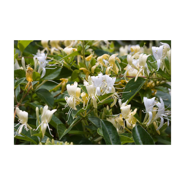 4x 100g Honeysuckle Plant Oil Soap Bars Natural Creamy Triple Milled Australian