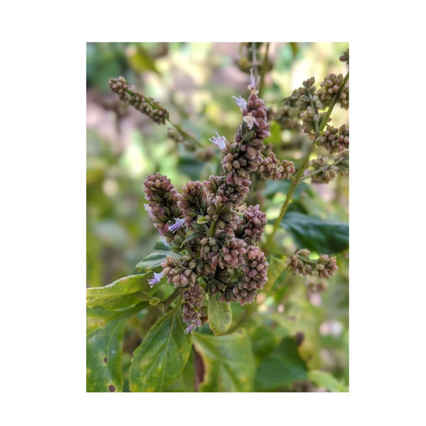 10x 100g Patchouli Plant Oil Soap Bars Natural Triple Milled Australian