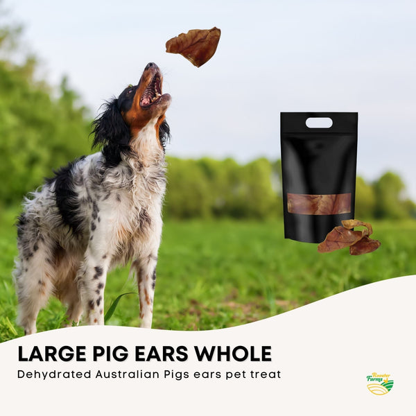 10x Large Pig Ears Dog Puppy Treat Chew Dehydrated Australian Healthy